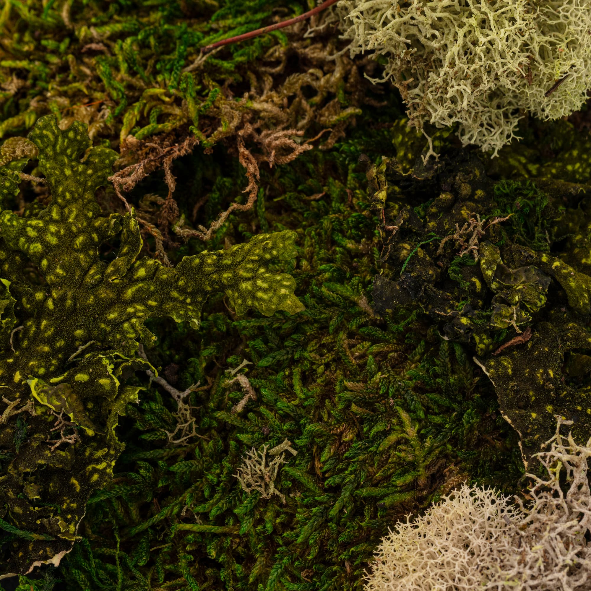 Moss Variety Pack by Ashland®